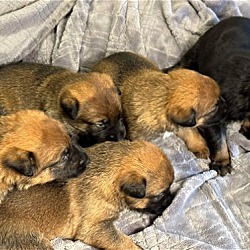 Thumbnail photo of German Shepherd Puppies #1
