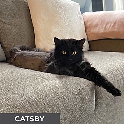 Thumbnail photo of Catsby #4
