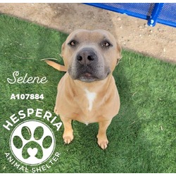Photo of SELENE (RESCUE ONLY)