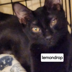 Thumbnail photo of F-LemonDrop #1