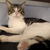 adopt-pet
