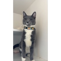 adopt-pet