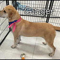 Thumbnail photo of Ginger (reduced fee) #3