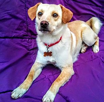 Happy Days Dog And Cat Rescue Livonia Happy Days Dog And Cat Rescue Livonia