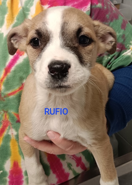 Photo of Rufio