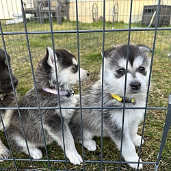 Thumbnail photo of The Spice Girls 5 Husky babies #3