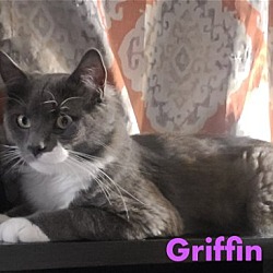 Photo of Griffin DMH Willow Grove Area (FCID #3/22/24-145)