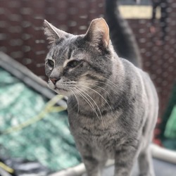 Photo of Waverly - Barn/Working Cat