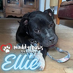 Thumbnail photo of Ellie (Courtesy Post) #4