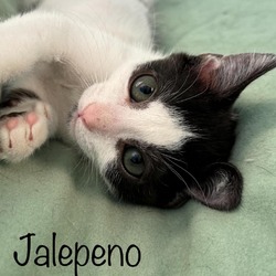 Thumbnail photo of Jalepeno #4