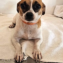 Thumbnail photo of Sarah a Chihuahua mix #2