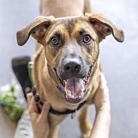 adopt a pet
