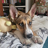 adopt a pet