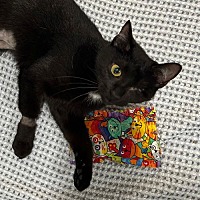 adopt a pet