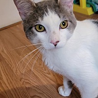 adopt a pet