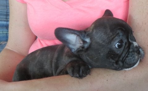 Westport Ct French Bulldog Meet Wilson A Pet For Adoption Adoptapet Com