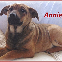 Thumbnail photo of Annie-Adoption Pending #2