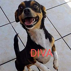 Thumbnail photo of Diva #2