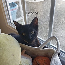 Photo of Licorice (Licky)