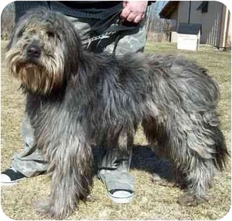 old english sheepdog and golden retriever mix
