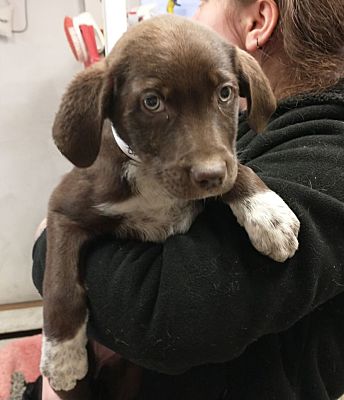 Middletown, NY - Springer Spaniel/Spaniel (Unknown Type). Meet Dr ...