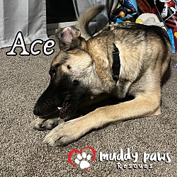 Thumbnail photo of Ace (Courtesy Post) #3