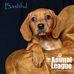 Thumbnail photo of Bashful #1