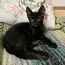 Thumbnail photo of Draco (foster kitten) #4