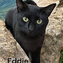 Thumbnail photo of Eddie #3