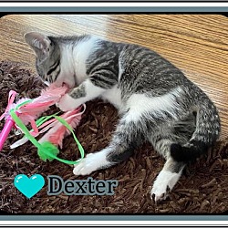 Thumbnail photo of DEXTER & DIGBY #3