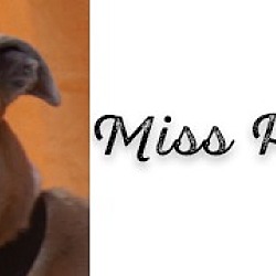 Thumbnail photo of Miss Pestana #2