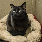 Adopt A Pet :: Scarlet - Versailles, KY