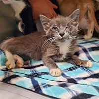 adopt a pet