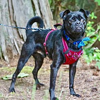 adopt-pet