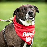 adopt-pet