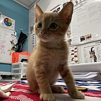 adopt a pet