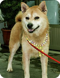 Surrey Bc Shiba Inu Meet Alvin A Pet For Adoption