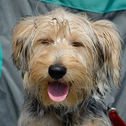 Thumbnail photo of Toto-Adopted! #3