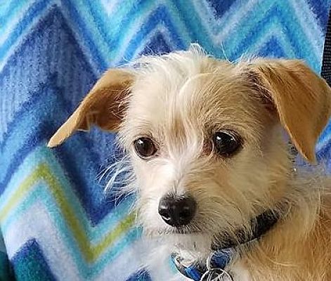 San Antonio, TX - Wirehaired Fox Terrier/Chihuahua. Meet Pierre a Pet ...