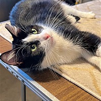 adopt a pet