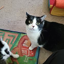 Photo of Oreo