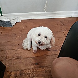 Photo of Buddy