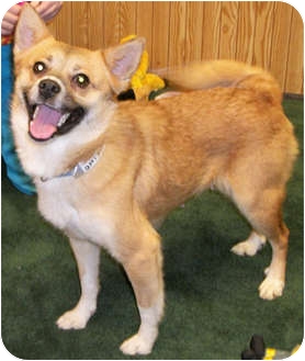 Struthers Oh Corgi Meet Gidget A Pet For Adoption