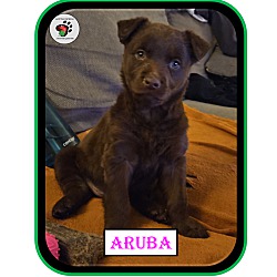 Thumbnail photo of Aruba aka Ruby - Coffee Litter #1