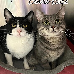 Photo of Bonnie-Bella and Spats - Bonded Pair