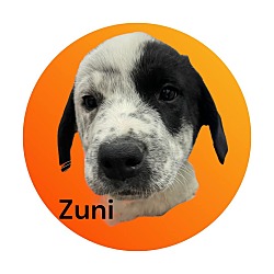 Photo of Zuni