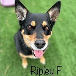 Thumbnail photo of Ripley 1 #4