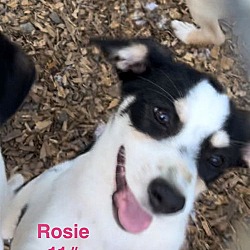 Thumbnail photo of Rosie #1