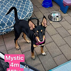 Thumbnail photo of Mystic #1