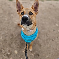 adopt a pet